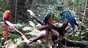 Parque da Aves - Foz do Iguaçu